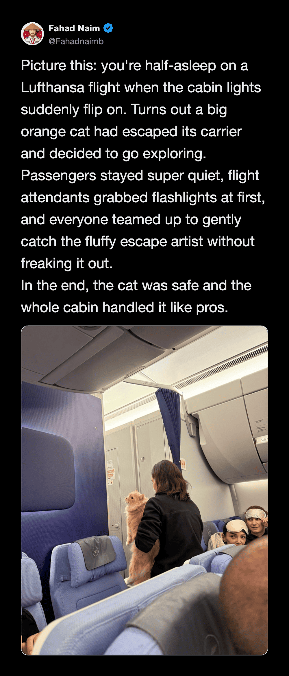 Cat exploring airplane cabin during flight, with passengers and crew nearby.