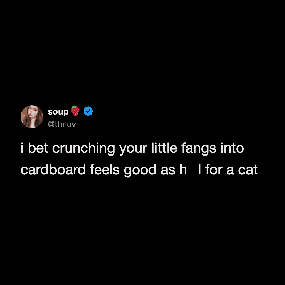 Cat biting and crushing small fangs into cardboard, humorous pet moment.