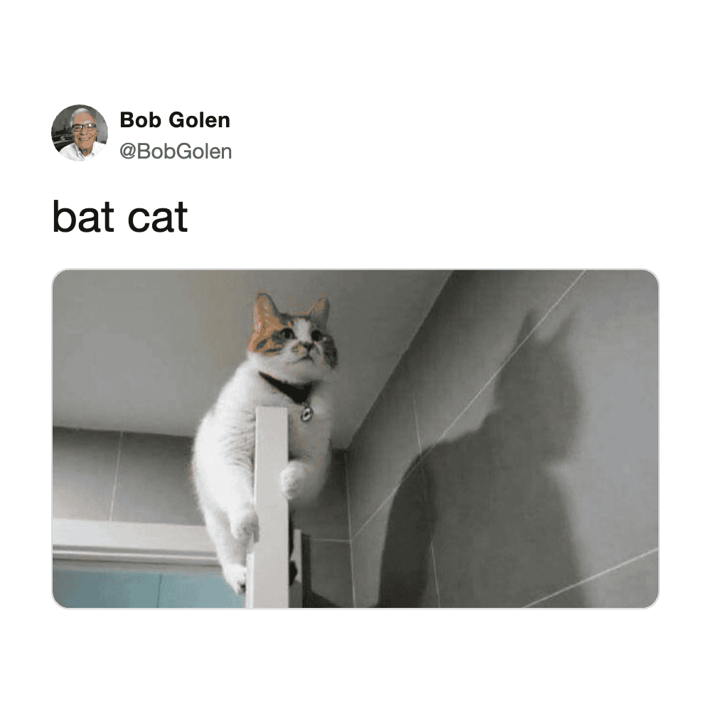 Playful cat perched on a ledge, resembling a bat, in a humorous cat tweet image.
