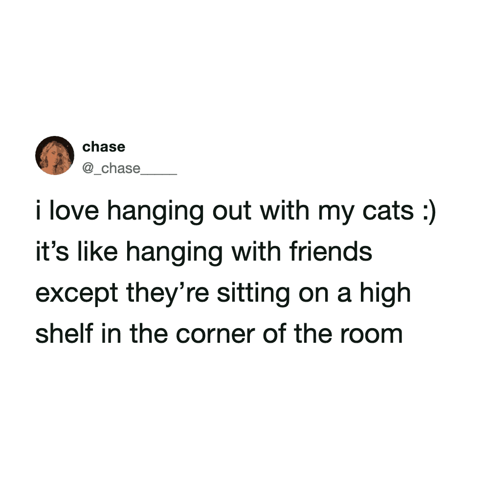 Cat sitting on high shelf, relaxing and observing in a cozy room.