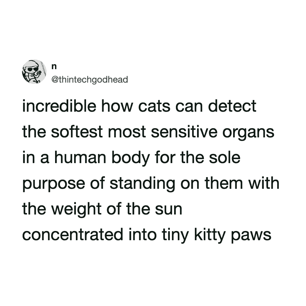Humorous cat meme about cats detecting sensitive organs in humans.