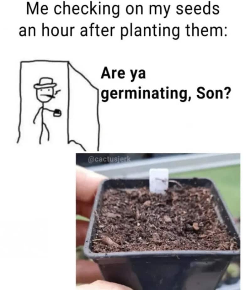 Checking my seeds an hour after planting, asking if they are germinating.