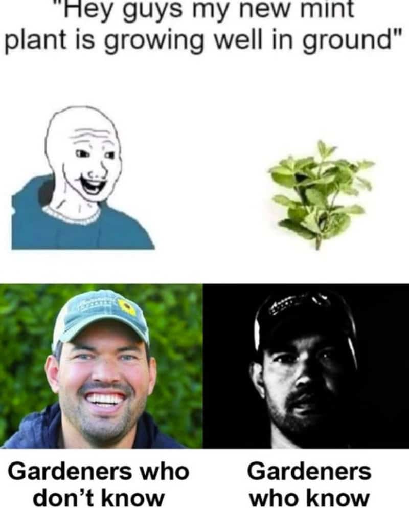 "Hey guys my new mint plant is growing well in ground".