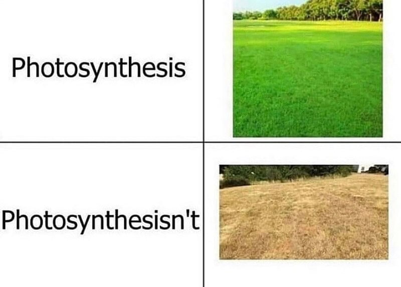 Comparison of healthy and unhealthy grass, showing photosynthesis effects.