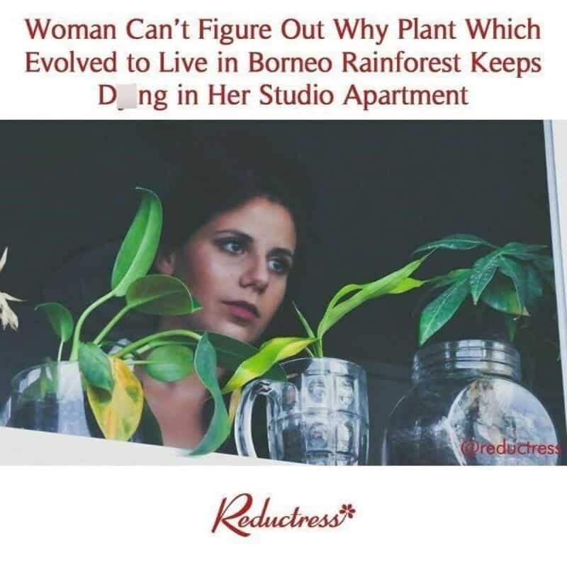 "Woman with houseplants in studio apartment, Borneo rainforest, plant evolution, Reductress logo".