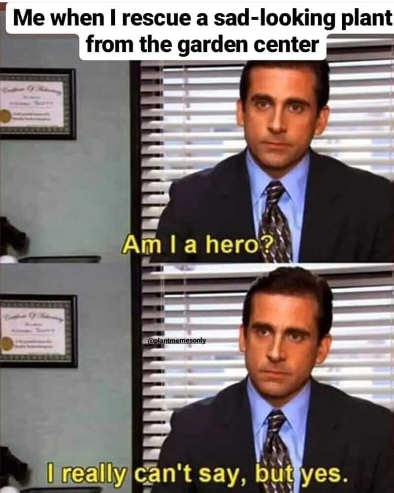Rescue of sad-looking plant from garden center meme with Michael Scott from The Office.