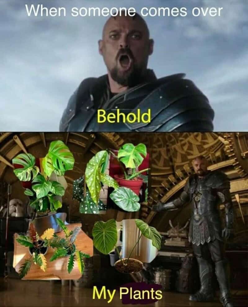 When someone comes over, look at my plants and be amazed.
