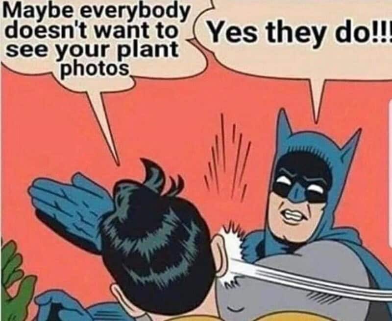 A humorous cartoon of Batman slapping a person, with speech bubbles about plant photos.