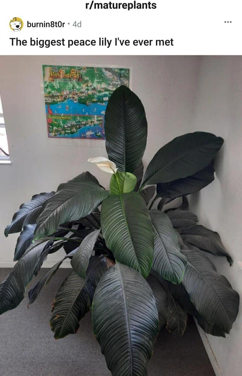 The biggest peace lily I've ever met.