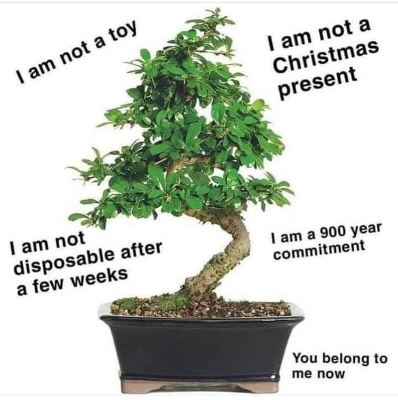 A bonsai tree with humorous text overlays about its nature and characteristics.