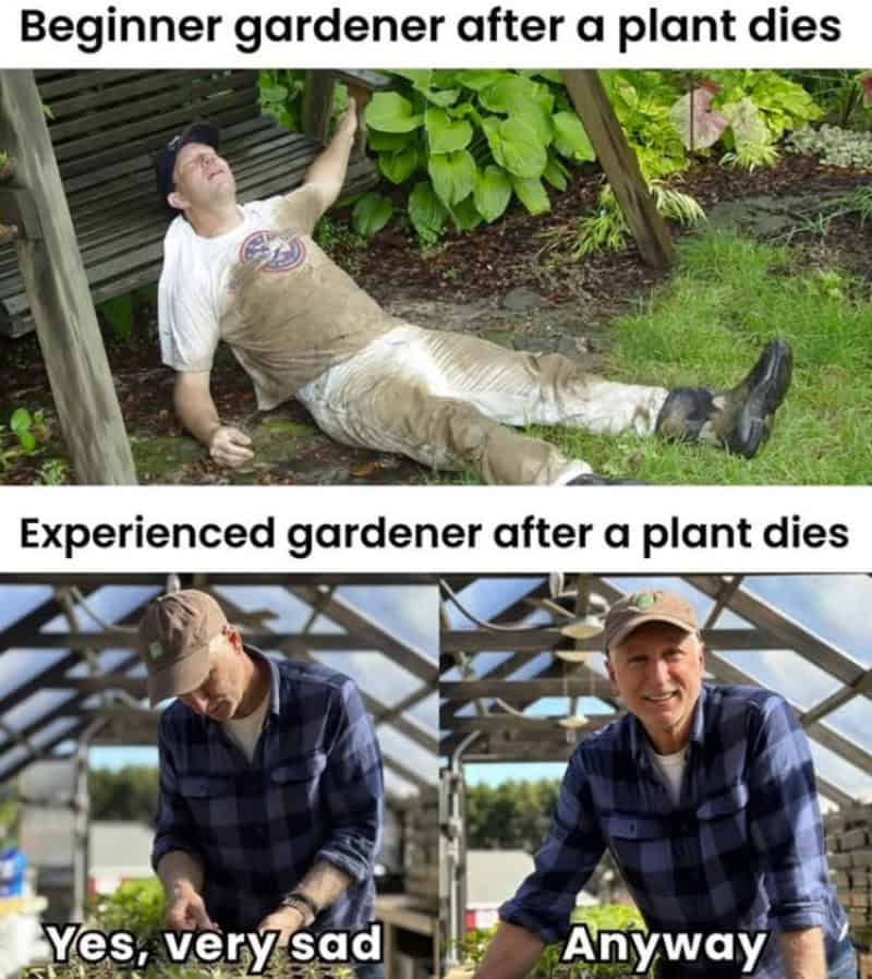 Lying man in garden after plant dies, contrasting beginner and experienced gardener reactions.