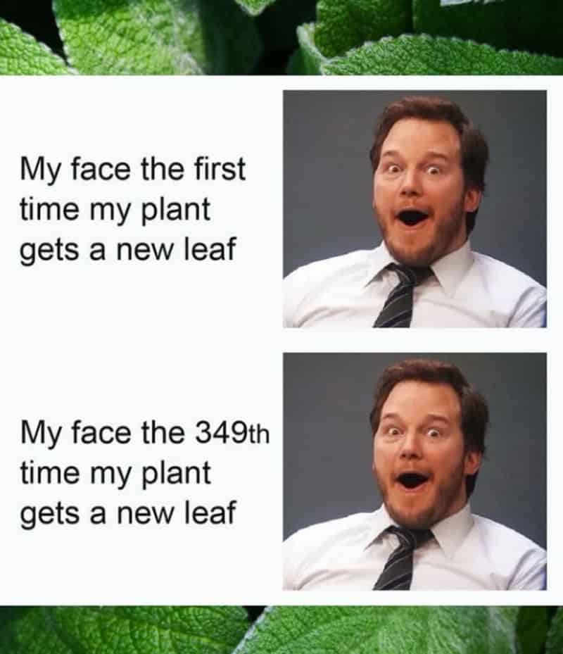 My face the first time my plant gets a new leaf.