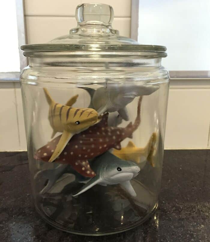 Whimsical toy sharks in a glass jar, perfect for funny men wholesome humor and lighthearted content.