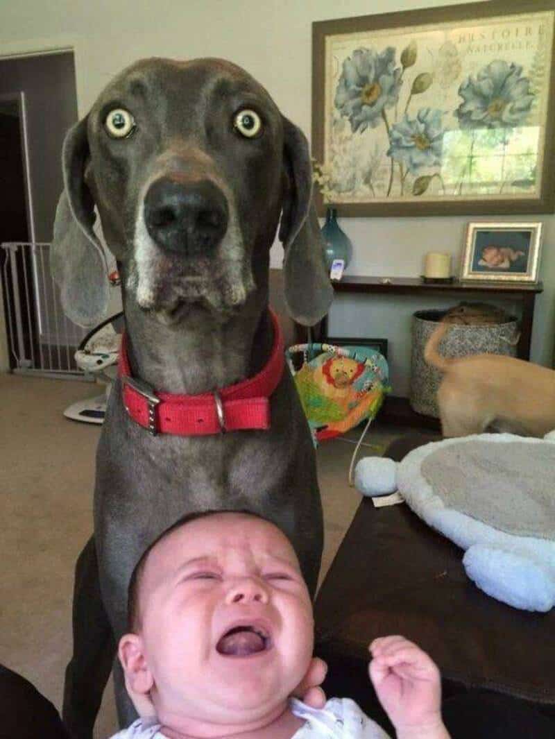 Dog with wide eyes and a crying baby in a cozy living room.