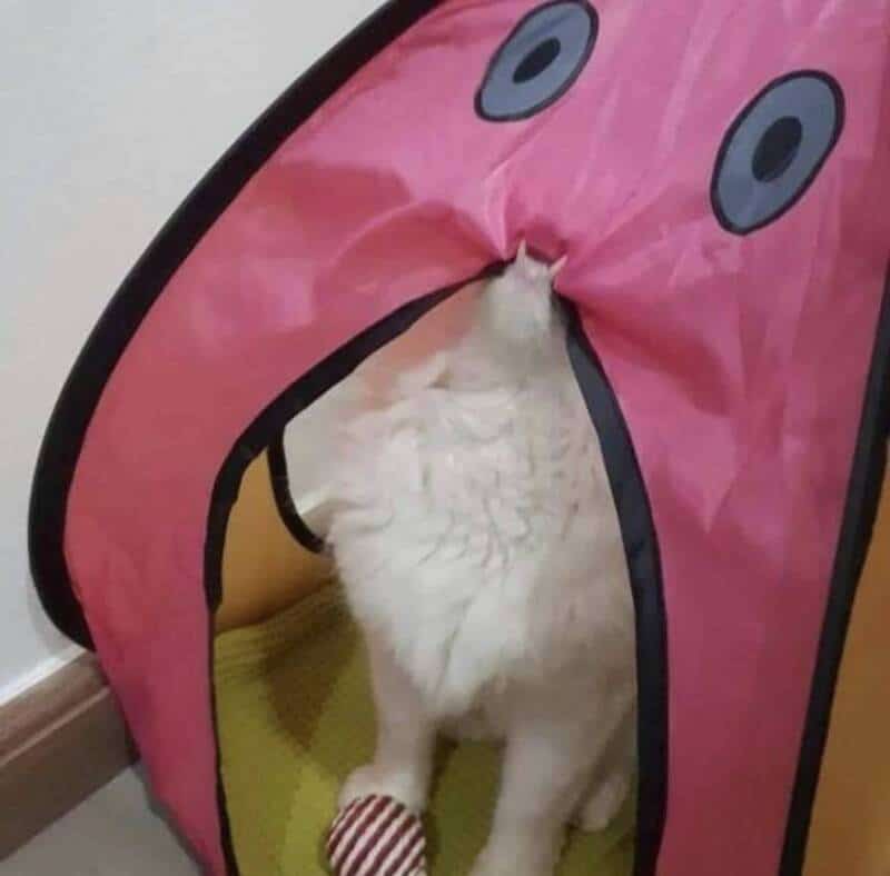 Adorable white cat peeking out from a pink cartoon face tent, creating a funny and cute scene.