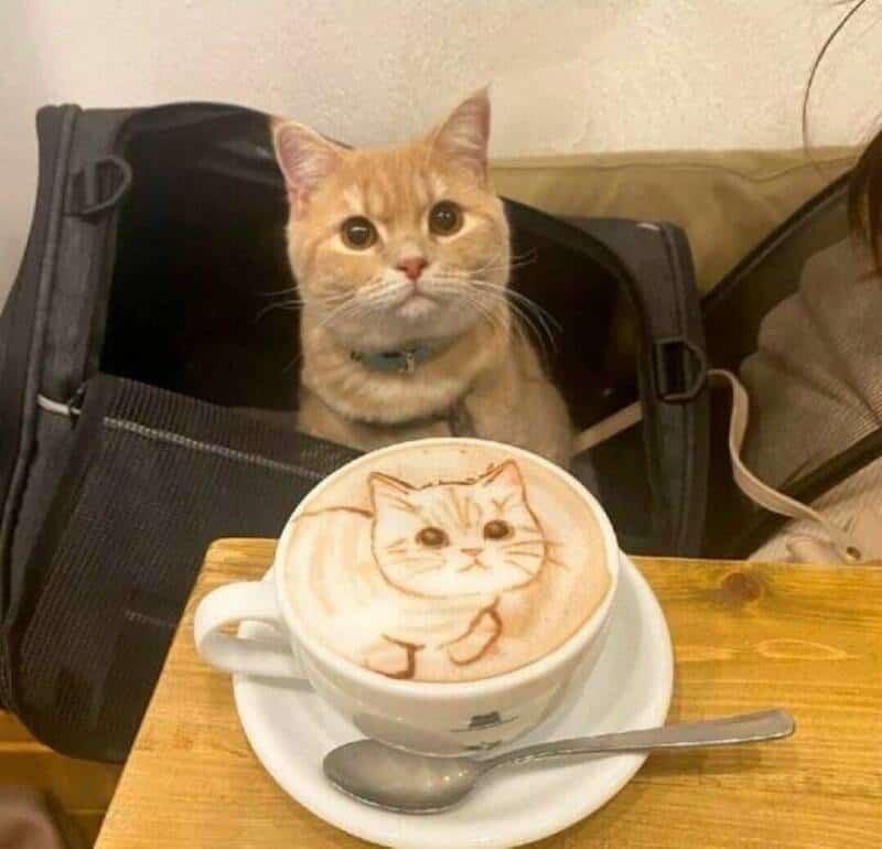 Cute cat with latte art of a cat's face on a wooden table.