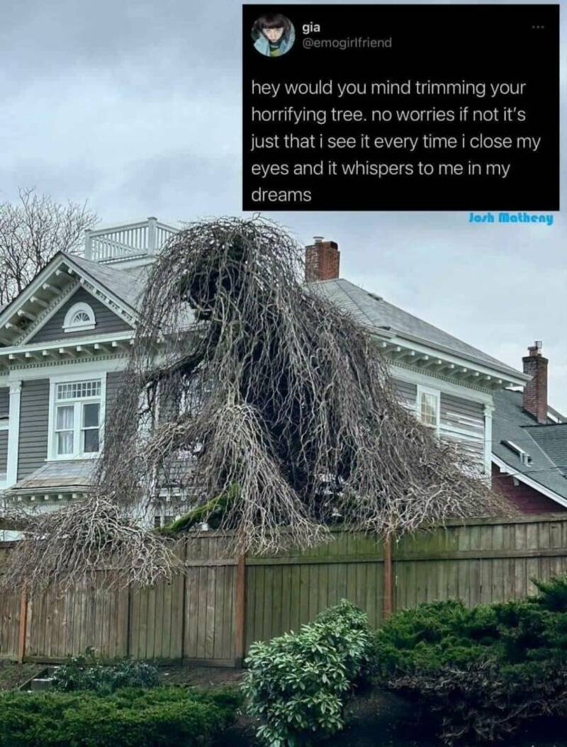 Funny tree resembling a face with drooping branches in a residential backyard.
