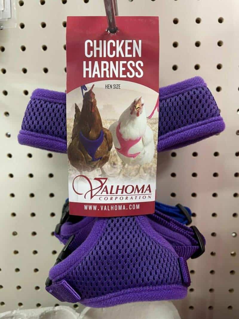 Chicken harness for hens, purple mesh design, adjustable straps, ideal for pet safety and training.