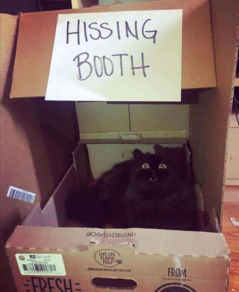 Hilarious cat hiding inside a cardboard box labeled "Hissing Booth" for funny pictures.