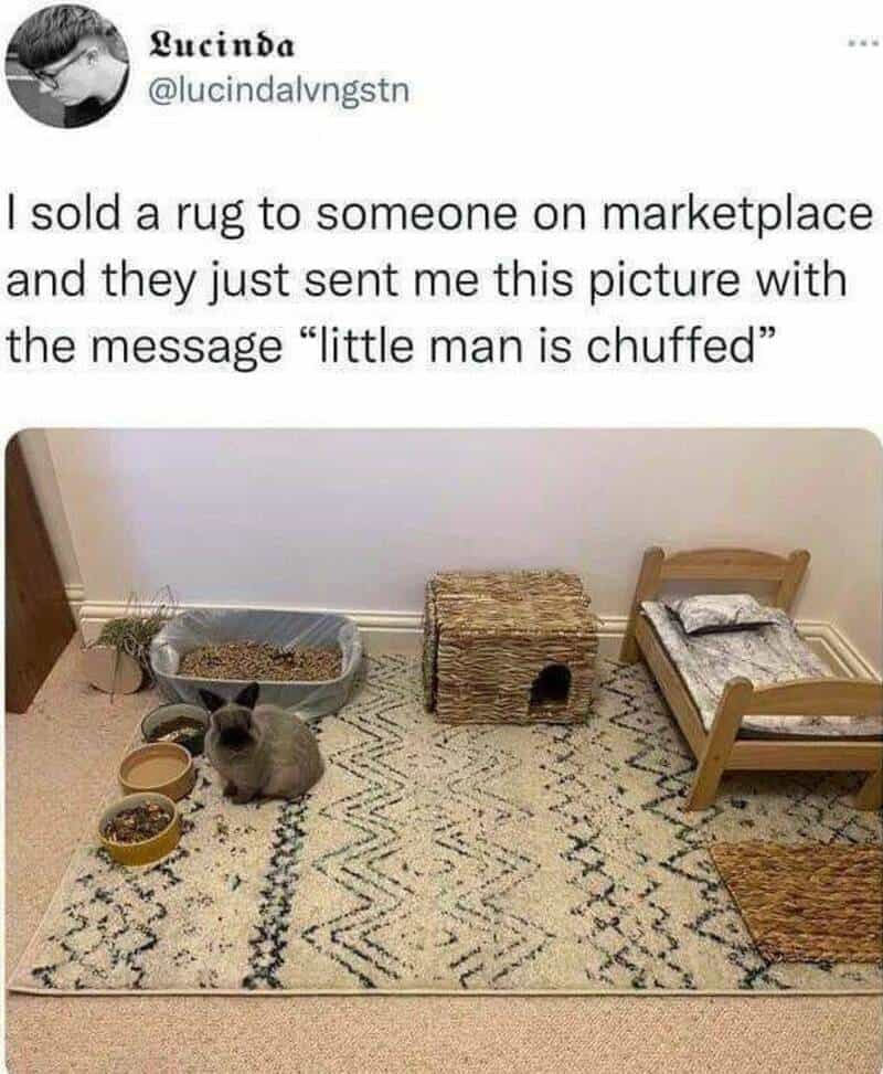 Adorable bunny sitting on a patterned rug in a pet-friendly space with cozy accessories.