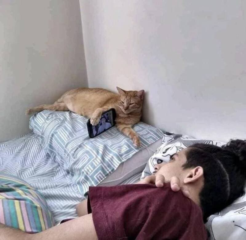 Cat lying on pillow with phone, person sleeping nearby in a cozy bedroom.