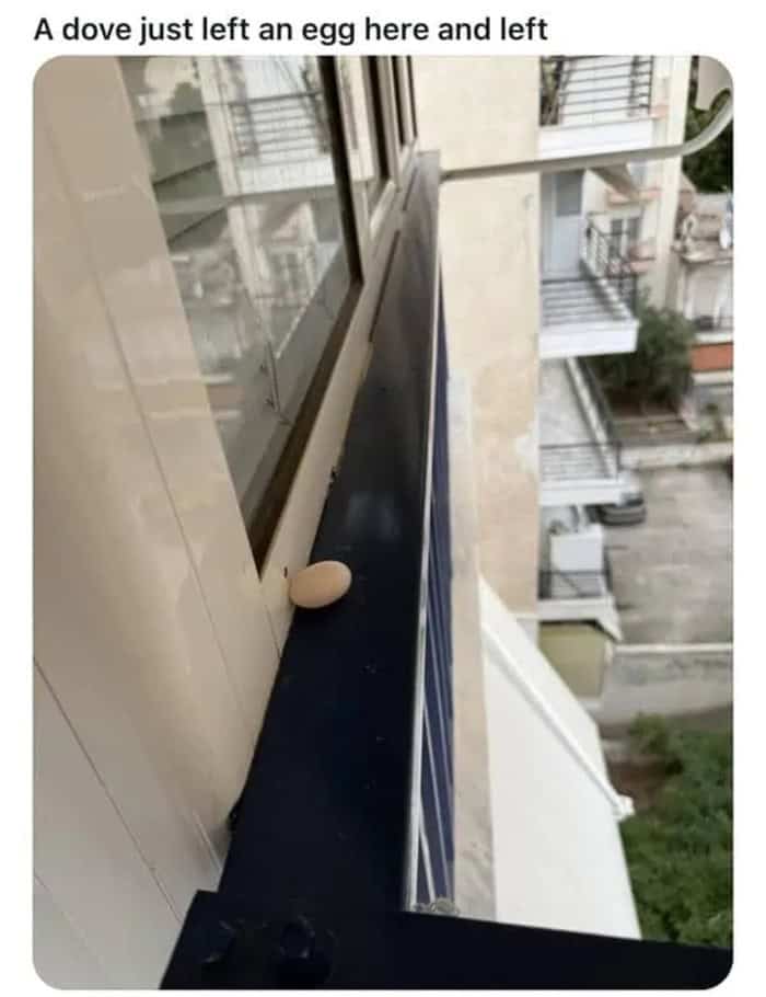 A dove just left an egg here and left.