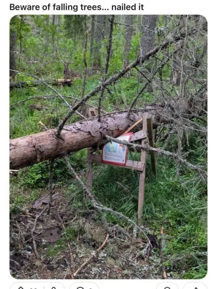 Beware of falling trees... nailed it.