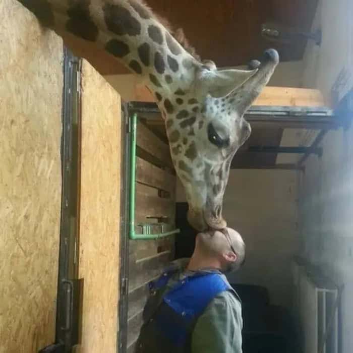 Giraffe licking a person’s head in a stable.