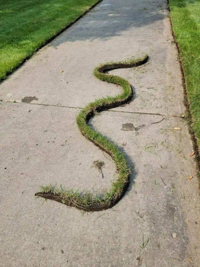 Snake-shaped grass on sidewalk.