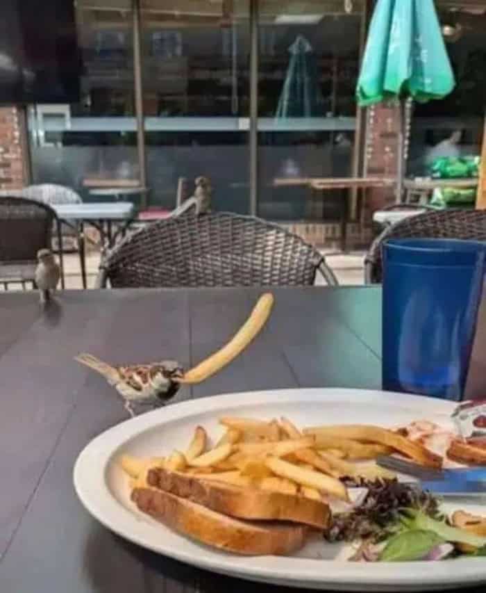 Bird with a French fry on its beak at outdoor cafe table.