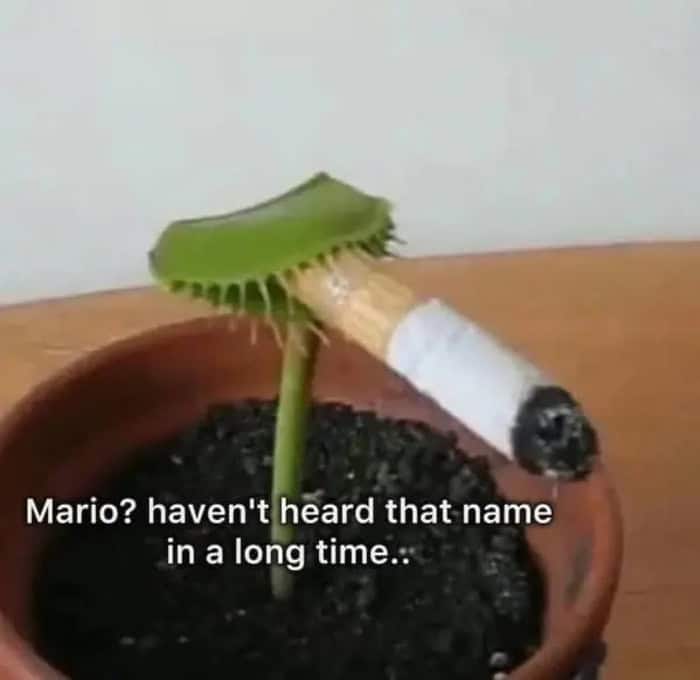 A carnivorous plant with a cigarette in a pot, with text overlay.