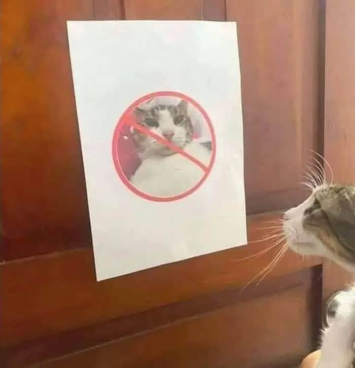 No cats allowed sign with a crossed-out image of a cat.