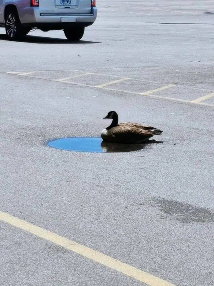 Black swan swimming in a small puddle in an empty parking lot.