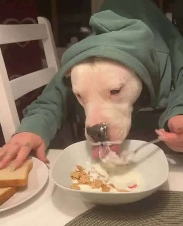 Dog in hoodie eating cereal from a bowl at a table.
