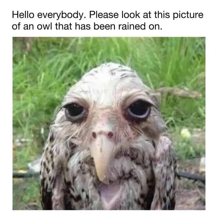 Rain-soaked owl with wet feathers and large, expressive eyes in a grassy outdoor setting.