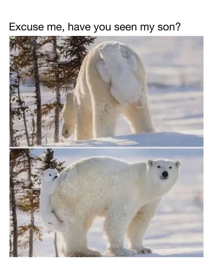 Polar bear with cub in snowy landscape, humorous scene, winter wildlife.