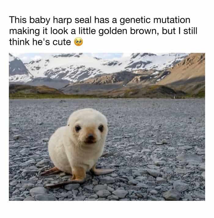 Cute baby harp seal with a genetic mutation giving it a golden brown appearance, sitting on rocky te.