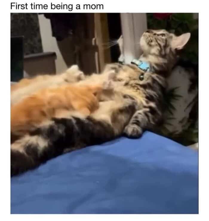 Adorable kittens nursing from a mother cat, showcasing a tender moment of feline motherhood. Perfect.