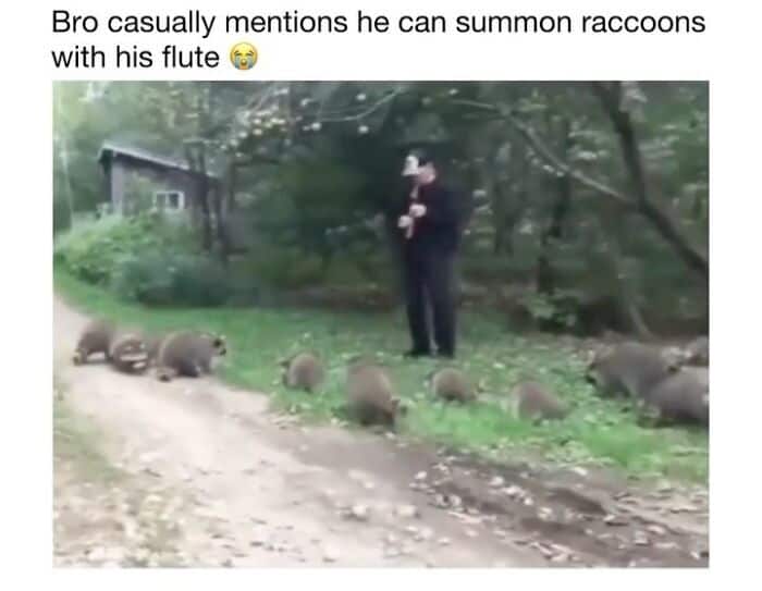 Group of raccoons following a person playing a flute outdoors.
