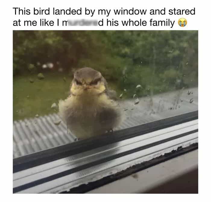 Bird peering inside through a rain-covered window, creating a cute and funny scene.