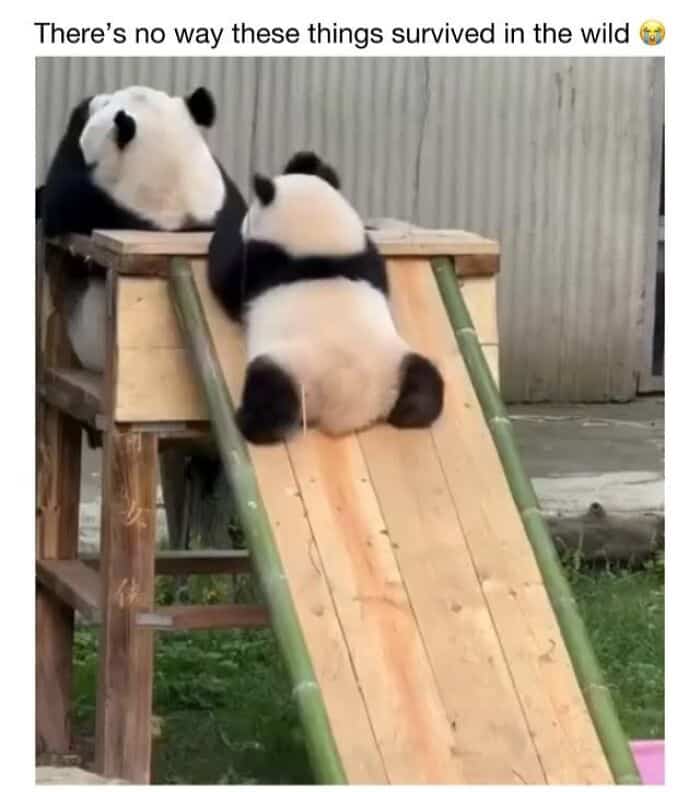 Panda bears enjoying a playful moment on a wooden slide at the zoo.