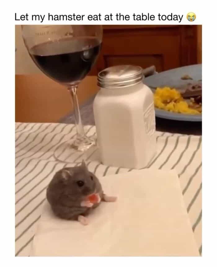 Hamster sitting on a napkin with a glass of red wine, sugar jar, and plate of food in the background.