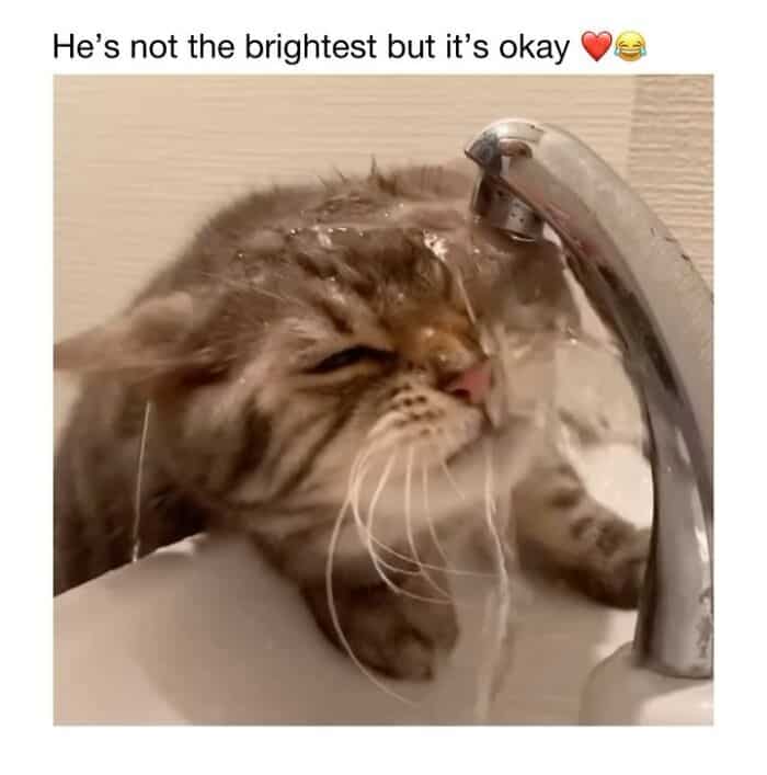 Adorable tabby cat drinking water from a faucet, showing a cute and funny moment, perfect for pet lo.