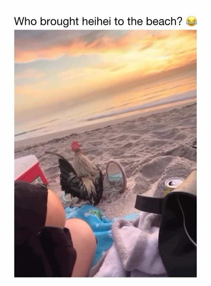 Sunset beach with a rooster, people, and relaxing atmosphere at the seaside.