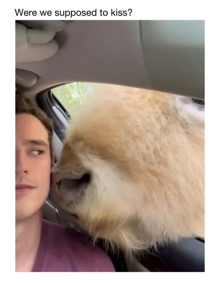 Dog attempting to kiss a young man in a car, capturing a funny and adorable moment.