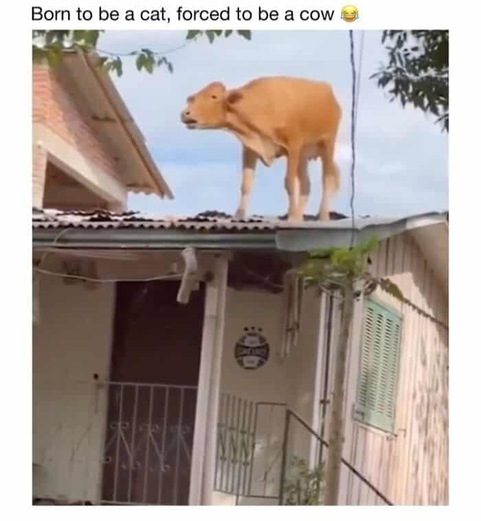 Cow standing on a roof, looking down, humorous animal photo.