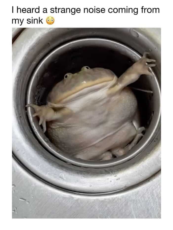 Frog in kitchen sink making strange noise, humorous animal photo.