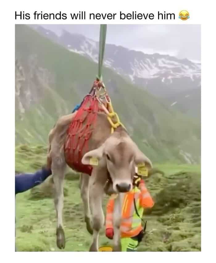 Goat being rescued with a harness in a mountainous landscape, humorous scene.