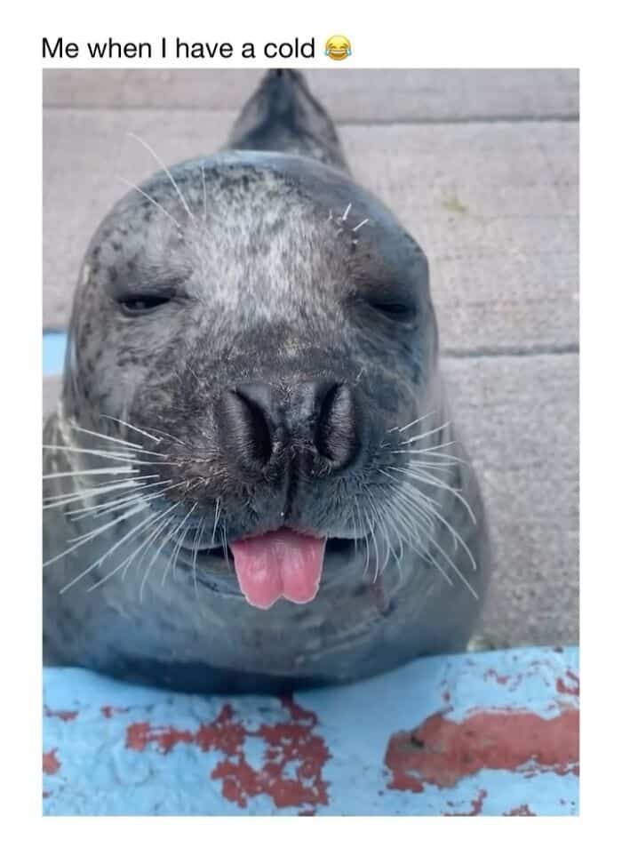 Seal with a cold, tired expression, sticking out its tongue, showing signs of having a cold.