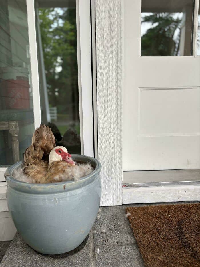 Chicken relaxing in a large ceramic pot outside a house.